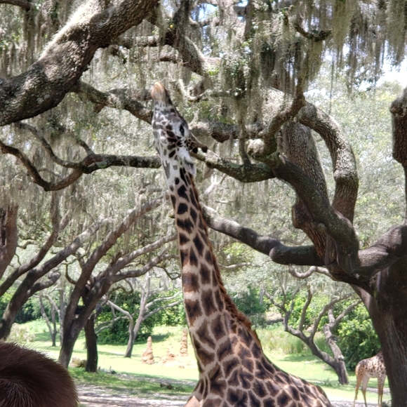 Meet your Posher, Sarah - Picture 3 of 5